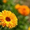 Calendula gel lavant doux 200ml
